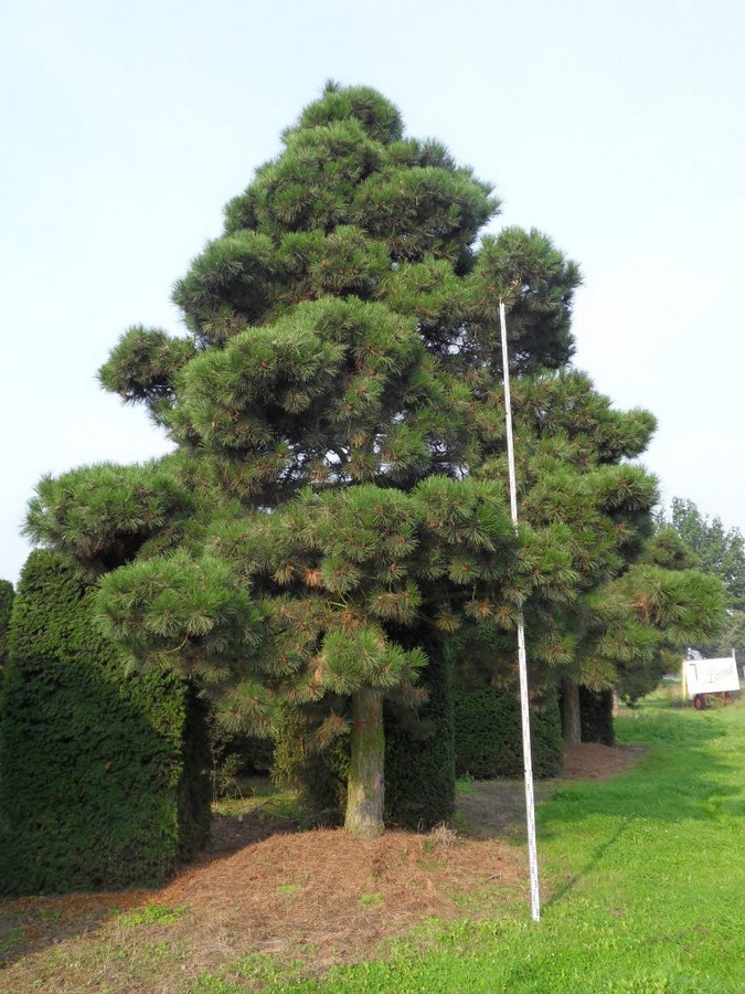 Pinus nigra ssp. nigra